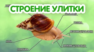 Внешнее строение улитки ахатины