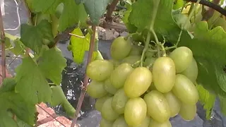 Сорт винограда "Данила" - сезон 2019 # Grape sort "Danila"