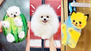 Tik Tok Chó Phốc Sóc Mini 😍 Funny and Cute Pomeranian #283