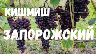 ВИНОГРАД кишмиш ЗАПОРОЖСКИЙ