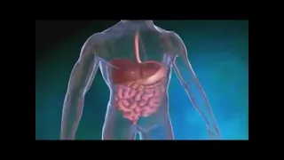 La digestion et le trajet des aliments dans le corps | Sciences et Biologie | @maitreshowshowtv