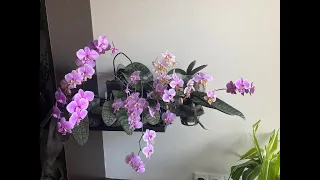 Порівняння фаленопсисів Шиллеріана (Phal. Schilleriana), огляд сортів