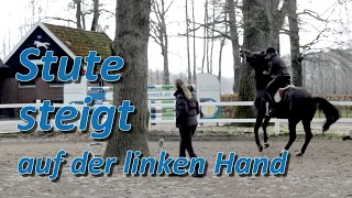 Stute steigt auf linker Hand - kein durchkommen für ihre Reiterin | Pferdecheck auf Hof Eicheneck