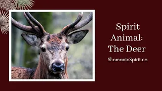 Animal Spirit Guide: The Deer (Shamanic Power Animal). Deer Symbolism