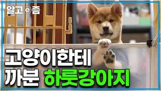 뱅갈 고양이 무서운 줄 모르고 겁 없이 다가간 하룻강아지의 최후?! 마냥 즐거운 시바견과 그게 너무 불편한 고양이의 합사│고양이를 부탁해│알고e즘