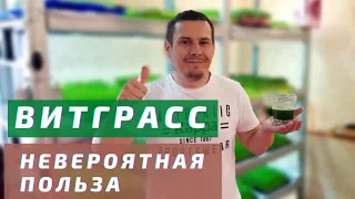 Сок из ростков пшеницы - Витграсс. Необходимый для организма человека продукт