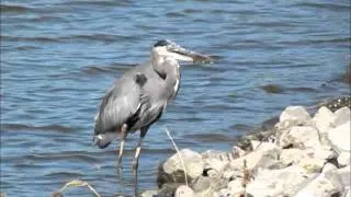 A Great Blue Heron With A Turtle For A Meal.wmv