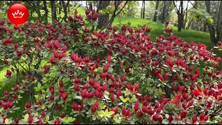 🤩Японский сад в Парке Галицкого в Краснодаре во всей красе.