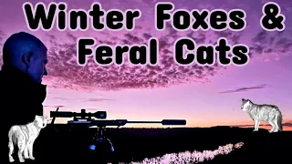 Winter Foxes & Feral Cat's