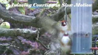 Must See  -  Amazing Twisting  Chirping and singing Of A beautiful GoldFinch