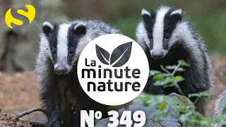 AFFÛT À LA BLAIREAUTIÈRE (No 349)