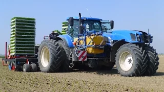 Planting Celeriac | New Holland T7.270 Trike / Ferrari Multipla 12-rij | Knolselderij planten