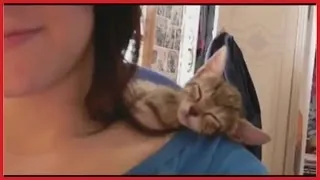 Cats Sleep In Weird Places Compilation