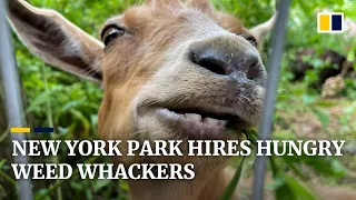 ‘Weed whacking’ goats roam to the rescue in New York City’s overgrown Riverside Park