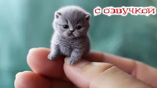 Приколы с котами! Смешные коты   С ОЗВУЧКОЙ! Самые смешные животные!