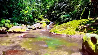 Beautiful Forest Creek Gently Flowing | Soothing Nature Sounds |  Sleep | Study | Relax