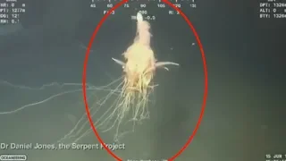 5 Unexplained & Mysterious Deep Sea Creatures Caught On Camera!