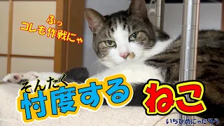 猫は尻尾で語る😸🤭　そして忖度する🤣　【月曜・金曜は兄妹猫の担当です😻】(Video Up On Mon.and Fri.）