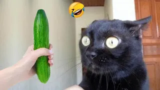 😅🙀 Funny Dog And Cat Videos 🐱😸 Best Funny Animal Videos # 17