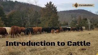 Introduction to cattle.