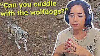 Maya answers some GOOD questions about the wolfdogs at Alveus