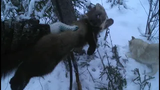 Промысловая охота на куницу! Очередной трофей...