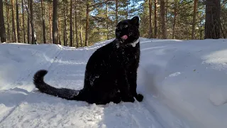 The black leopard listens to the singing and watches the birds in the forest