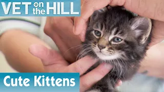 🐱 Assessing A New Group Of Kittens | FULL EPISODE | S02E05 | Vet On The Hill