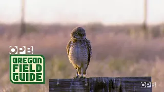 Oregon Owls Are Thriving At An Old Weapons Base | Oregon Field Guide