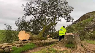 300-Year-Old Tree Made Famous in Kevin Costner Film Cut Down