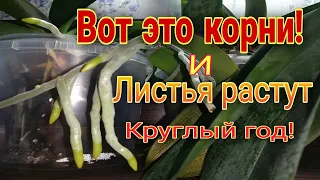 🎭Никаких передышек у орхидей нет! 🔍Ревизия возрастных посадок.