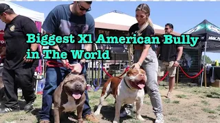 2022 Ontario Ca. XL American Bully Dog Show || @Bossykennels @king Lion