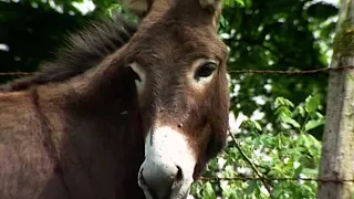 Les fermes d'autrefois - l'âne