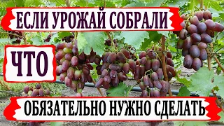 🍇 Не забываем ЭТИ НЕОТЛОЖНЫЕ РАБОТЫ на винограде после сбора УРОЖАЯ в АВГУСТЕ и СЕНТЯБРЕ!