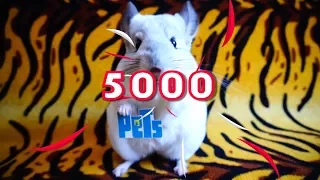 5000 ПОДПИСЧИКОВ СПАСИБО ВАМ!!!