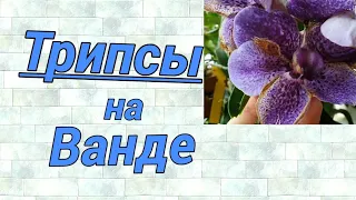 Трипсы на Ванде.