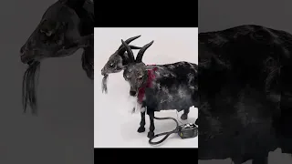 NEW Party City Halloween 2 Headed Goat Animatronics YouTube #Shorts Demo Setup Video / Fog Machine