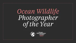 Ocean Wildlife Photographer Of The Year - 2022
