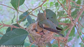 Funny - Hummingbird Mom Feeds Chicks Then Sits on Baby's Head. #hummingbird #babybirds
