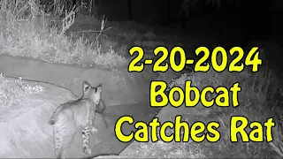 2 20 2024 Bobcat Catches Rat