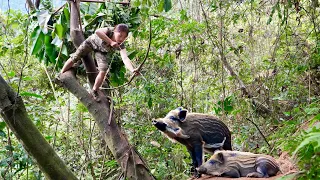 detect wild boar tracks, set traps to catch, catch stream fish, cook, survival alone