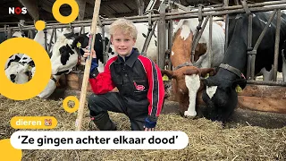 Tom (10) blij mee met nieuw vaccin tegen dierenziekte