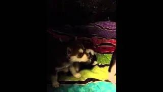 Husky puppy's first howl