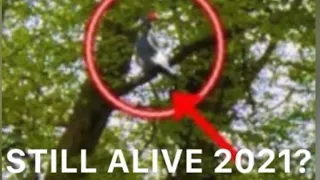 Ivory Billed Woodpecker caught on video.