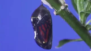 Monarch caterpillar changing into chrysalis.