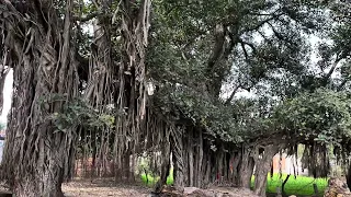 Journey to see a Big Banyan Tree in Lucknow