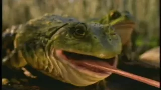 Budweiser Frogs Commercial with the frogs tongue on a truck