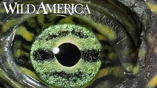 Wild America | S1 E3 The Eyes Have It | Full Episode HD