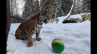 Тигр, лев и ягуар играют в мяч