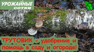 ТРУТОВИК - уникальное природное средство для сада и огорода! Польза и вред трутовика.